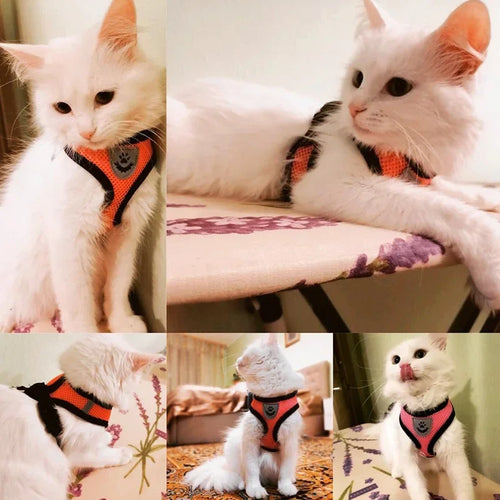 Cat Harness Vest & Leash | Adjustable Breathable Mesh for Small & Medium Pets